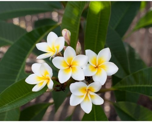 I-Kiribati Language Week With Linda