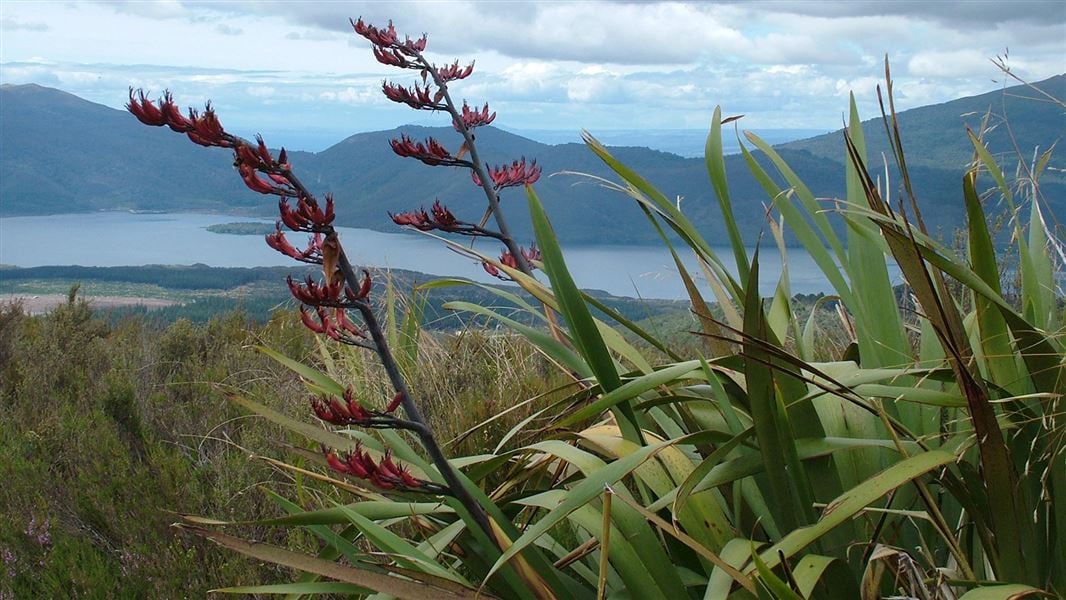 He Whare Korowai – Home From Home